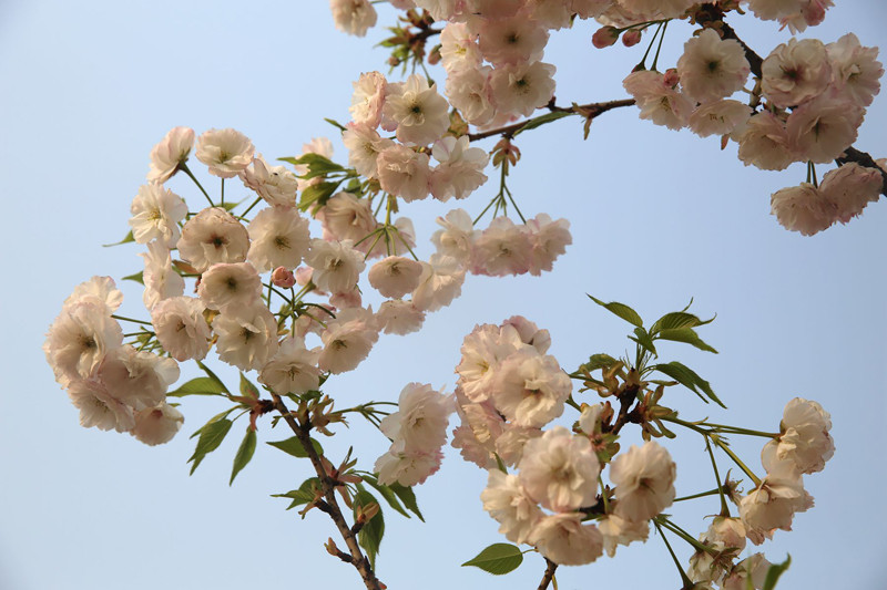 花海