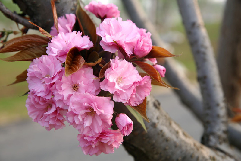 花海