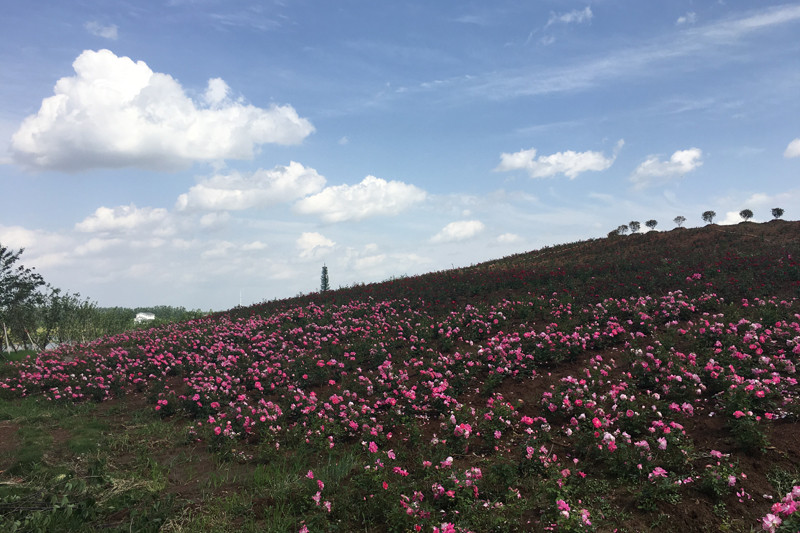 花海