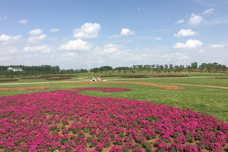 花海