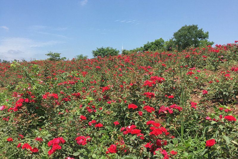 花海