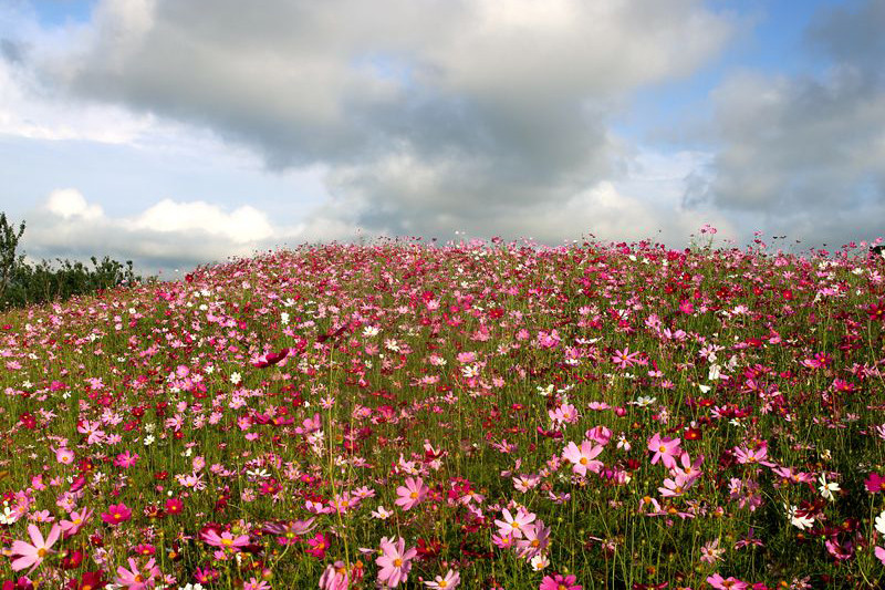 花海